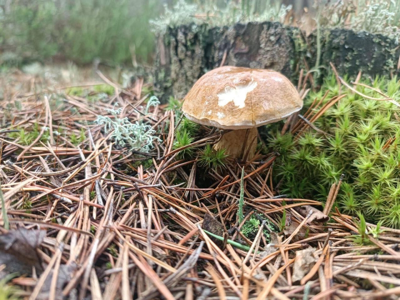 У нацпарку на Рівненщині — грибний сезон (ФОТО)