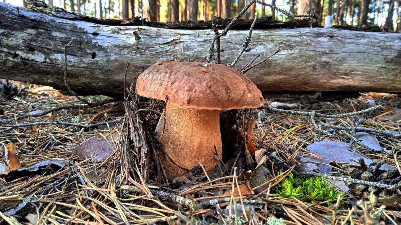 У нацпарку на Рівненщині — грибний сезон (ФОТО)