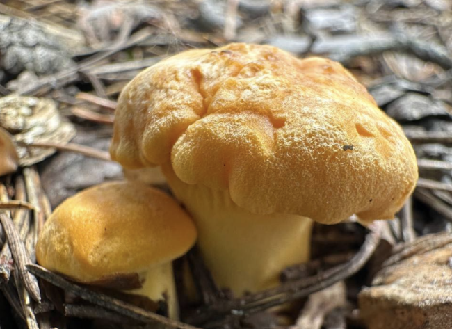 У нацпарку на Рівненщині — грибний сезон (ФОТО)