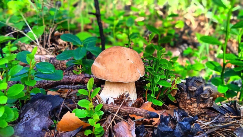 У нацпарку на Рівненщині — грибний сезон (ФОТО)