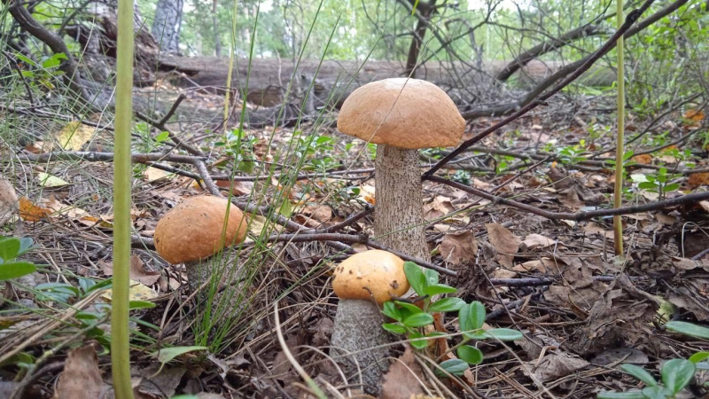 У нацпарку на Рівненщині — грибний сезон (ФОТО)