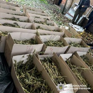 У двох жителів Рівного забрали наркотиків на 7,5 мільйонів гривень (ФОТО)